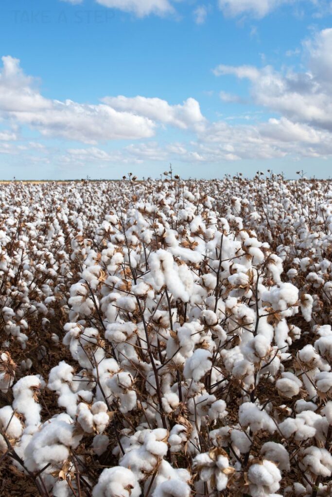 cotton field